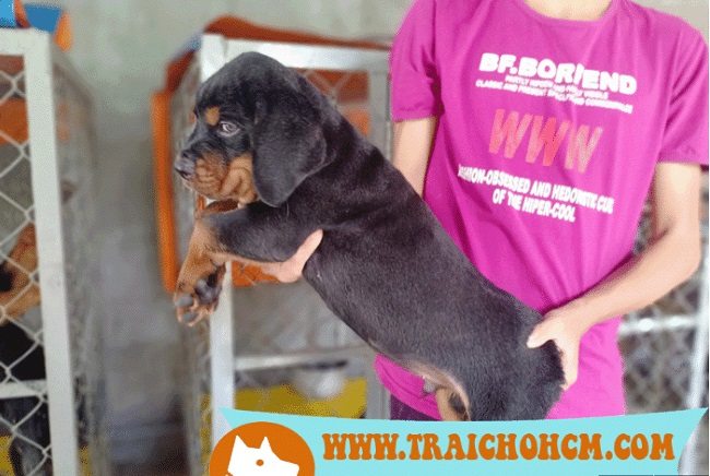 Rottweiler con 2 tháng cực ú tại Trại chó HCM