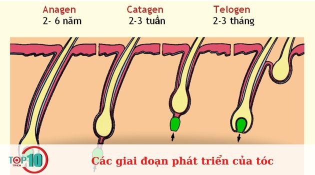 Các giai đoạn phát triển của tóc