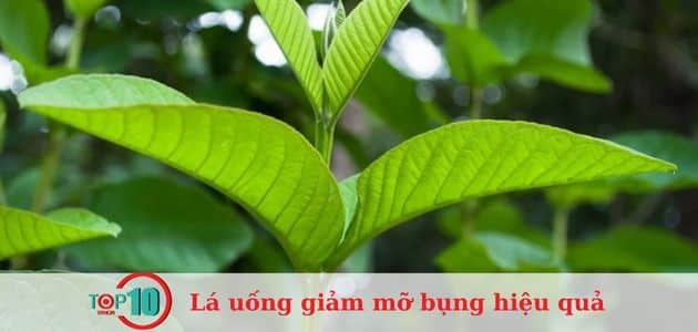 6 loại lá uống giảm mỡ bụng an toàn, hiệu quả tại nhà