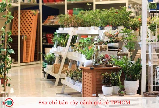 Shop Cây Cảnh Mini 9X Garden