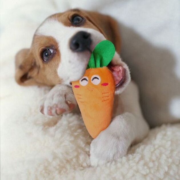 Hình ảnh con chó gặm củ cà rốt cute