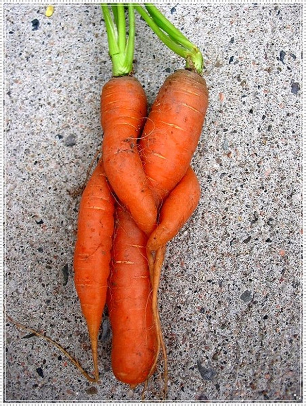 Hình ảnh củ cà rốt thật tình cảm