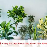Công Ty Cho Thuê Cây Xanh Văn Phòng
