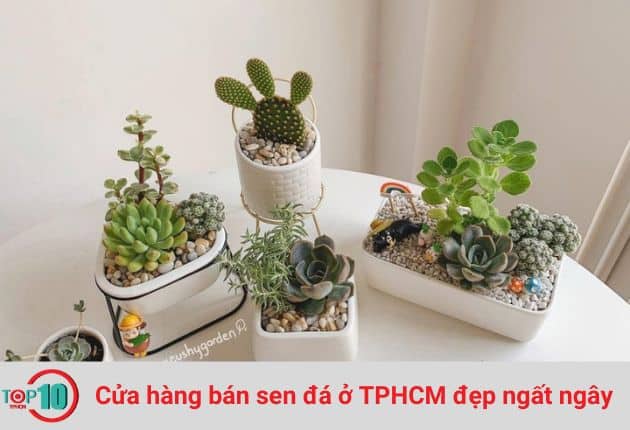 Cửa hàng sen đá Cushy Garden