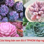 Cửa hàng bán sen đá ở TPHCM đẹp