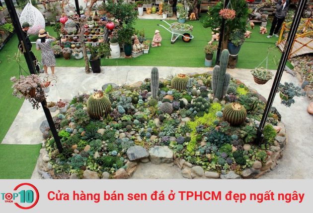 Vườn sen đá