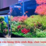 Các cửa hàng thủy sinh ở Sài Gòn