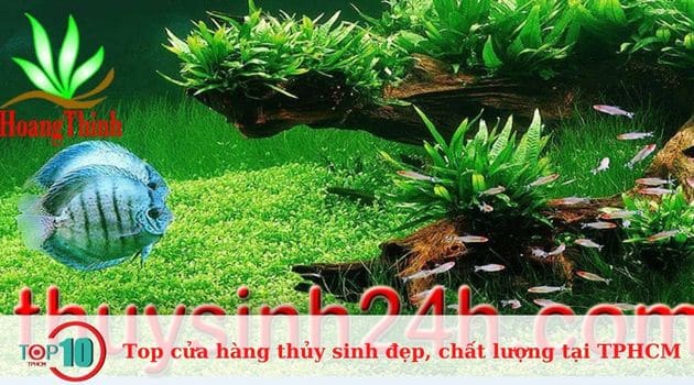 Thủy Sinh 24h