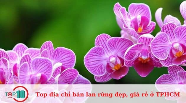 Lan Rừng Sài Gòn