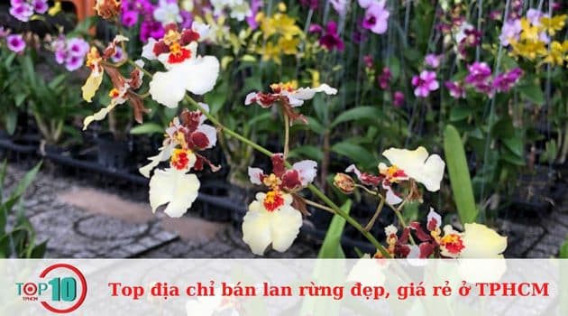 Lan Rừng Thành Thái