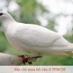 Mua bồ câu ở TPHCM