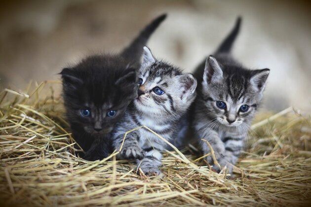 Hình ảnh 3 bé mèo con xinh xắn