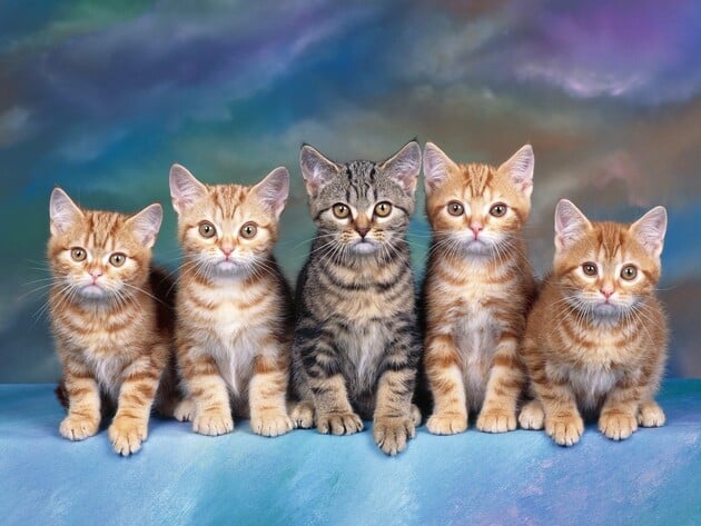 Hình ảnh mèo con ngồi xếp hàng để chụp hình siêu cute đáng yêu
