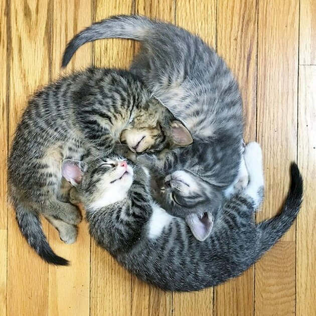 Hình ảnh những con mèo nằm cuộn tròn siêu dễ thương