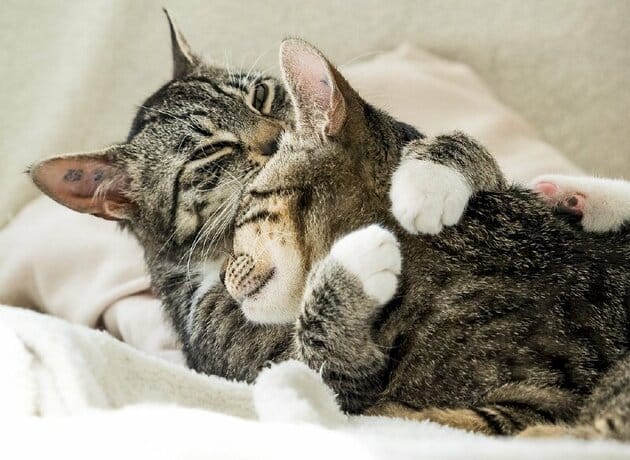 Hình ảnh 2 con mèo âu yếm nhau đáng yêu