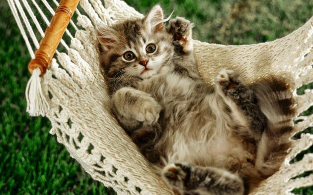 Hình nền mèo nằm trên võng đẹp nhất