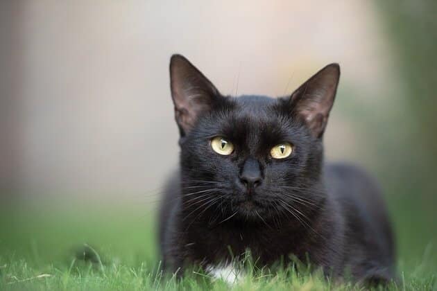 Ảnh con mèo đen đáng yêu, đẹp
