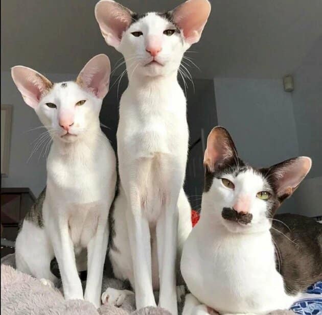 Hình ảnh 3 con mèo có vẻ ngoài ngộ nghĩnh, độc đáo