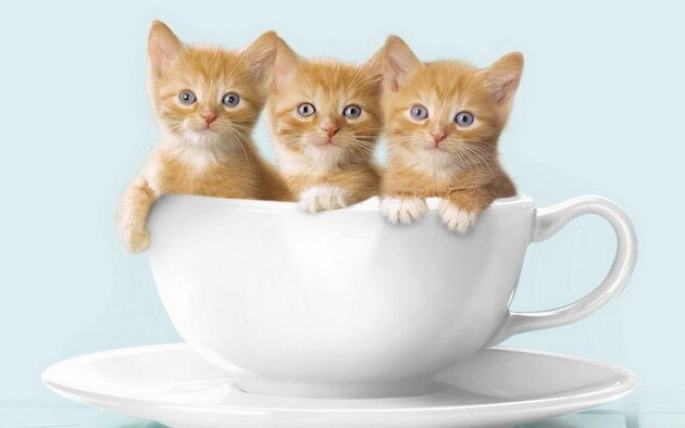 101+ hình avatar mèo cute, ngầu, mèo chibi, mèo đôi dễ thương nhất
