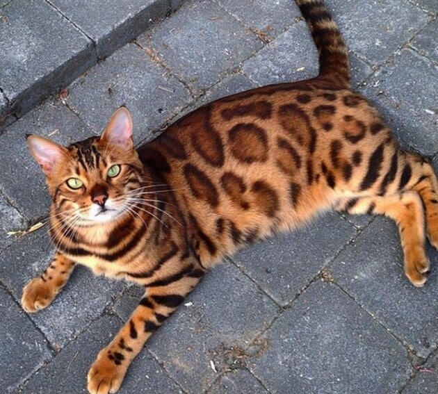 Ảnh con mèo Bengal đẹp nhất