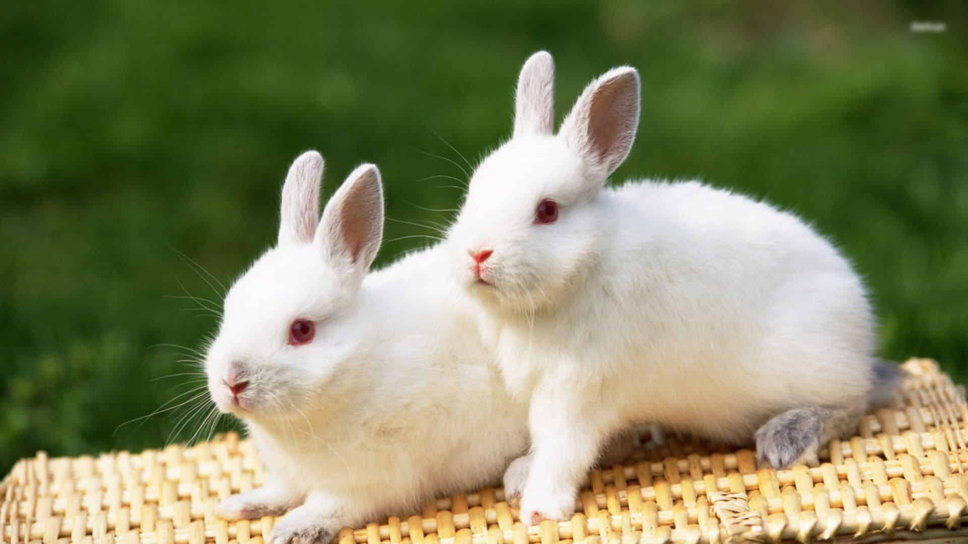 Hình ảnh con thỏ cực đẹp