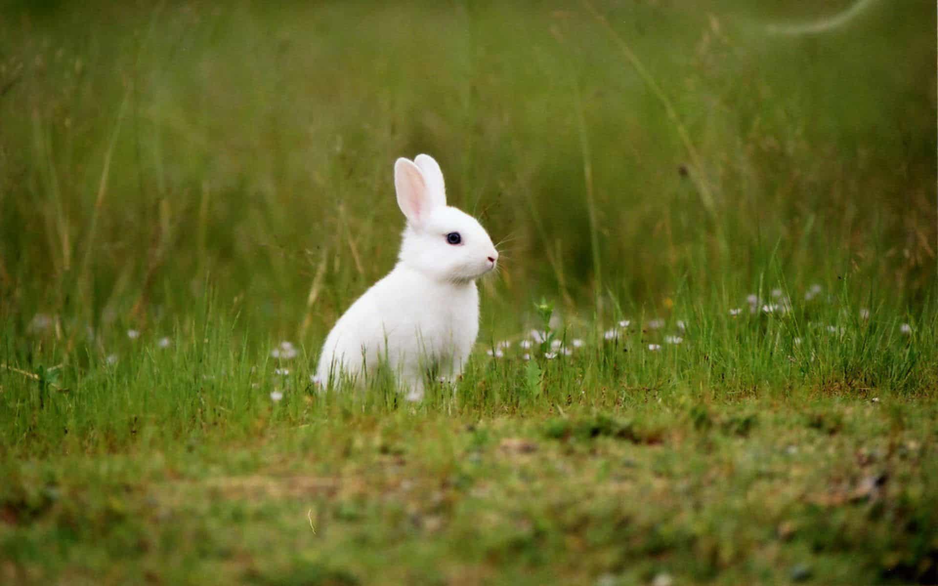 Tải hình ảnh thỏ đẹp
