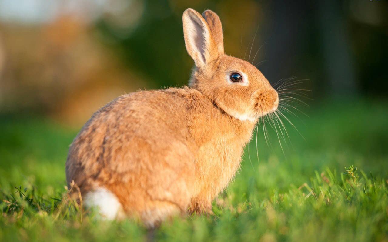 Ảnh chú thỏ nâu dưới nắng vàng dễ thương