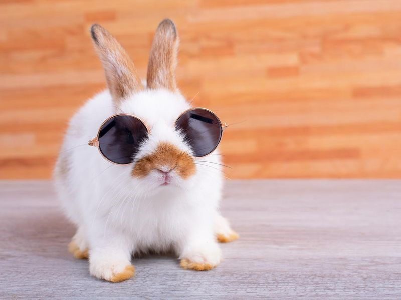 Ảnh thỏ đeo kính hài hước, cute