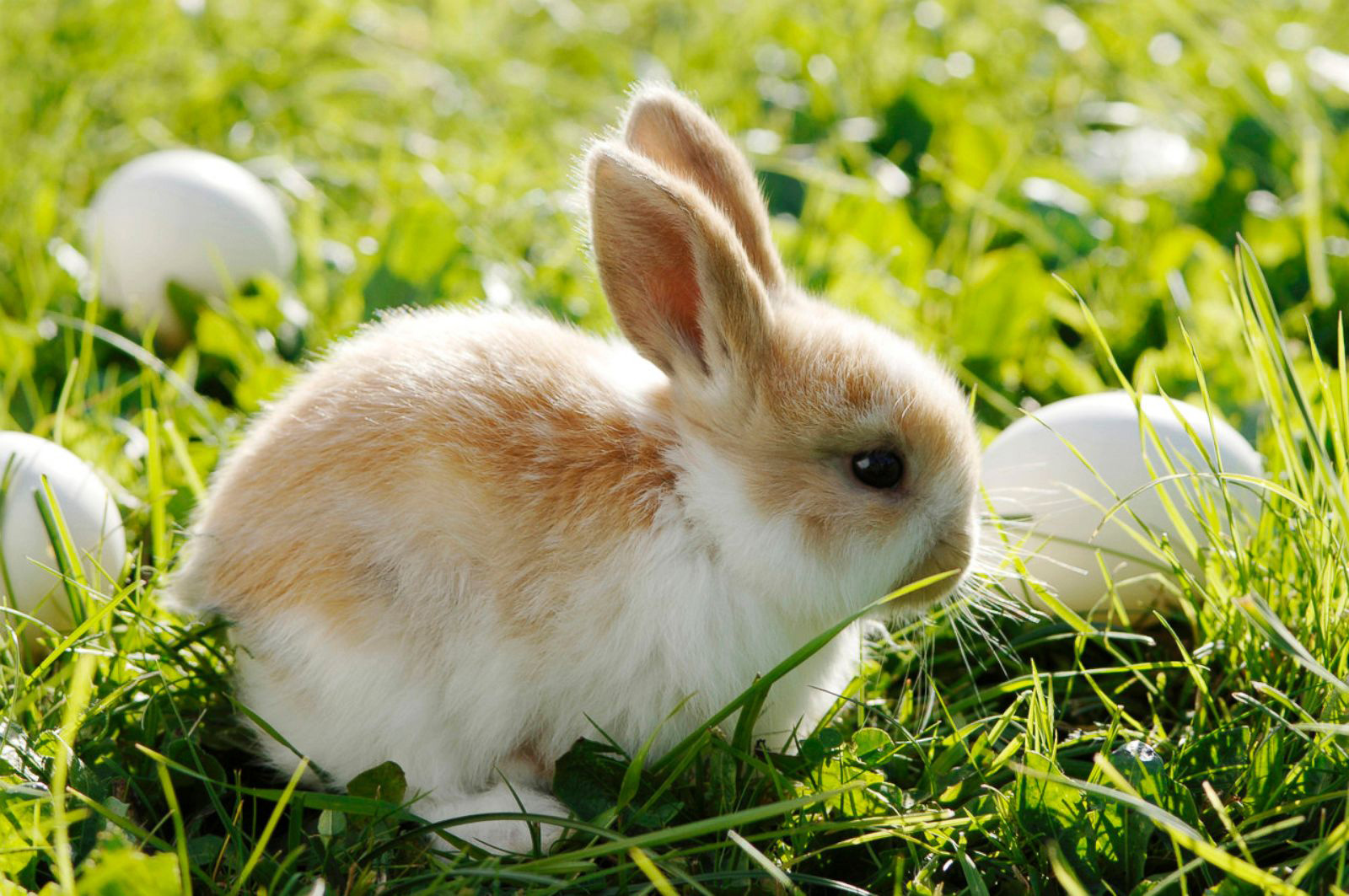100+ hình ảnh con thỏ trắng đẹp, dễ thương, cute mới nhất 2023 - ALONGWALKER