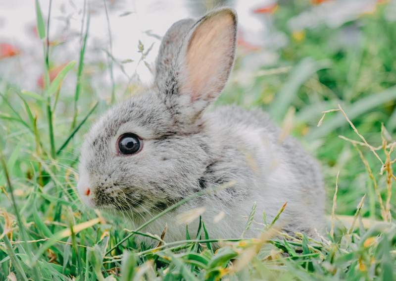 Tổng hợp những hình ảnh dễ thương nhất của con thỏ