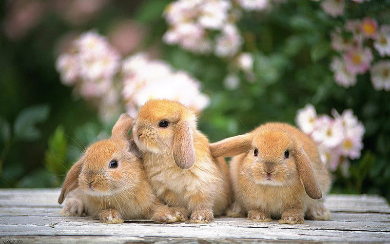 10000+ Con thỏ & hình ảnh con thỏ con đẹp nhất - Pixabay