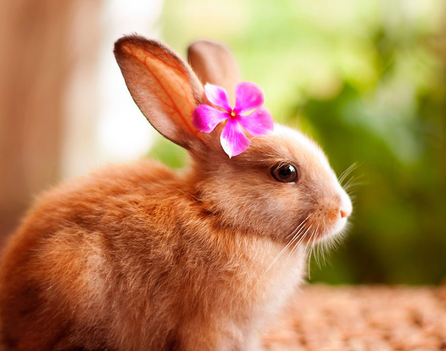 hình ảnh con Thỏ đẹp và dễ thương nhất | Động vật dễ thương nhất, Dễ  thương, Đang yêu