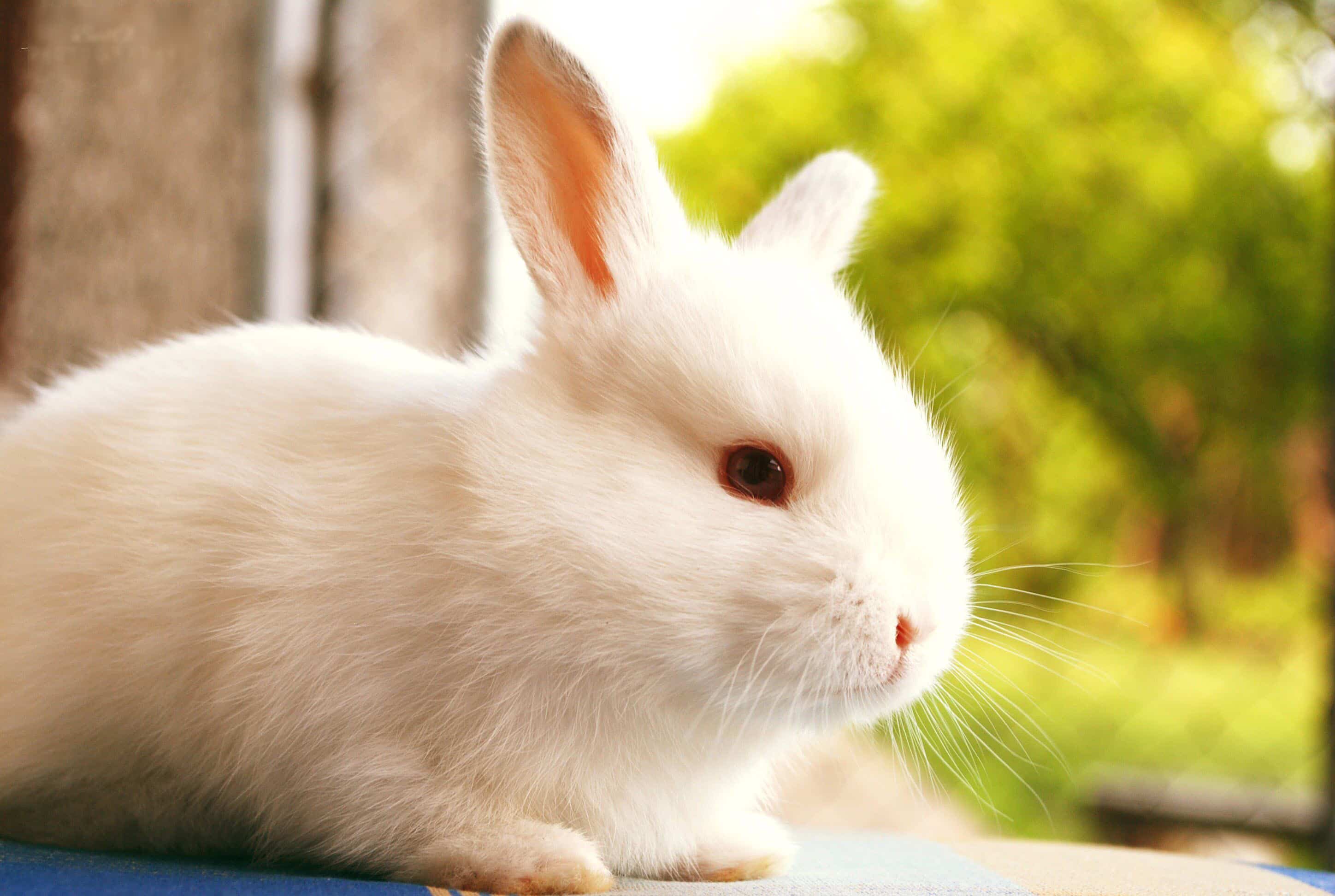 Ảnh thỏ đẹp và dễ thương