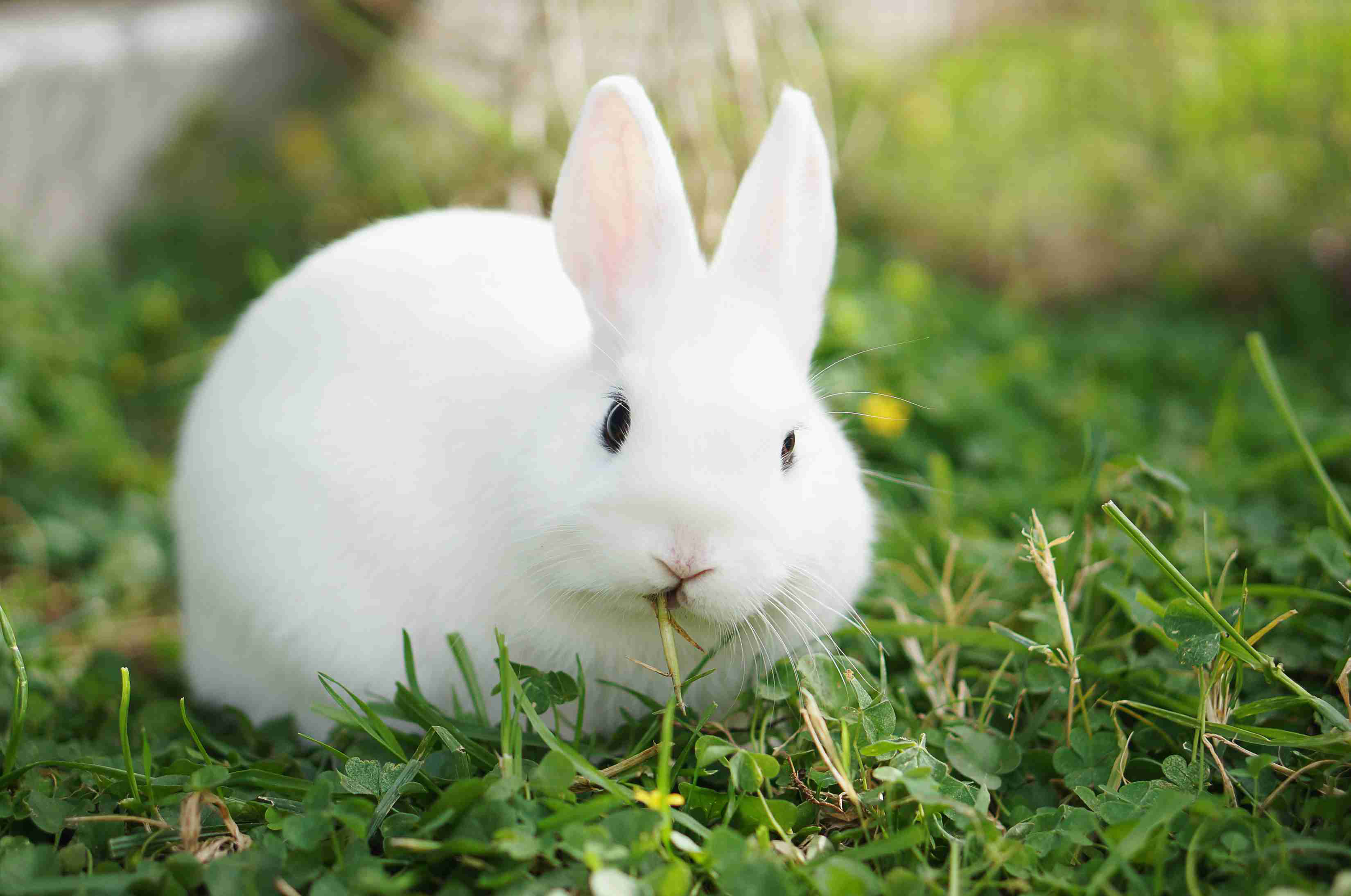99 hình ảnh con thỏ đẹp dễ thương đáng yêu nhất  Top10tphcm
