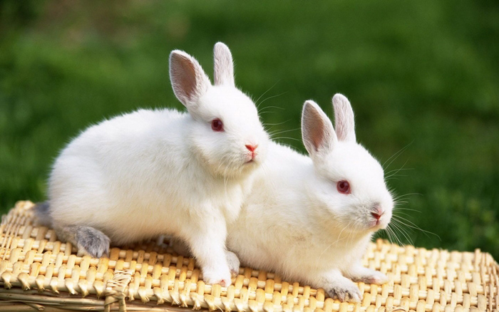 Hình thỏ chibi dễ thương và đáng yêu