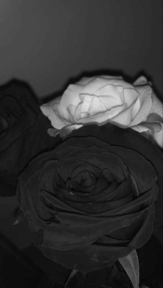 Ảnh hoa hồng trắng đen