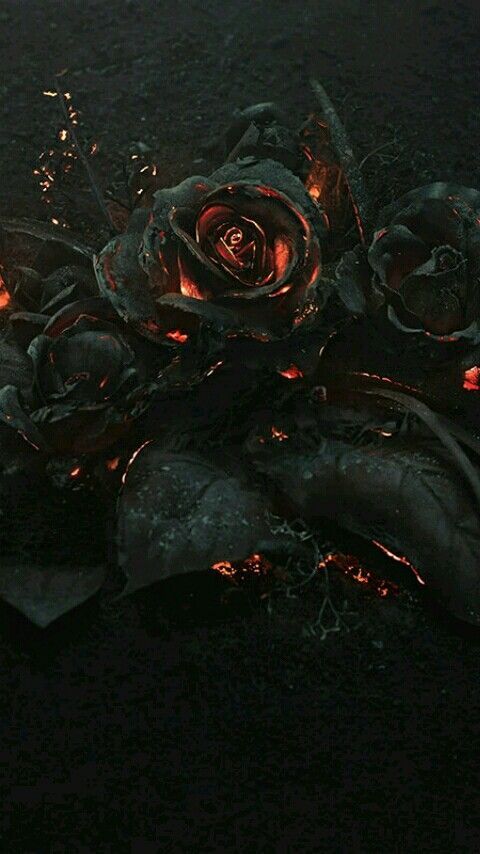 Hình ảnh hoa hồng màu đen đỏ 