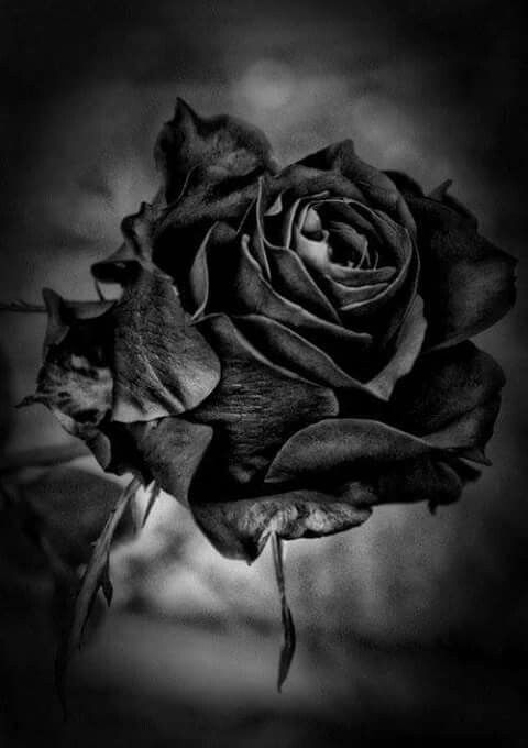 Hoa hồng màu đen tạo vẻ đẹp quyến rũ