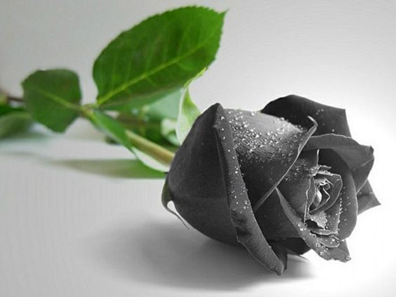 Cành hoa hồng đen mang lại cảm thấy buồn