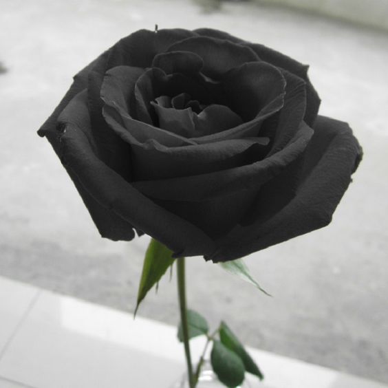 Hình ảnh hoa hồng đen ma mị, quyến rũ