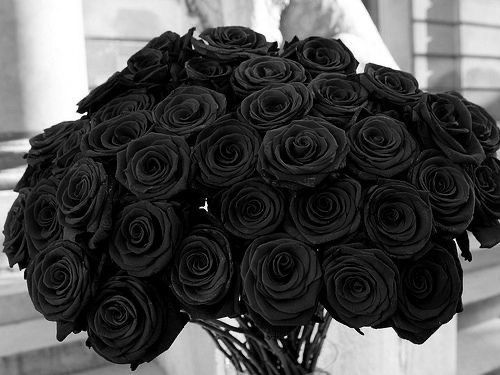 Hoa hồng tượng trưng cho một tình yêu đầy nghiệt ngã và hận thù