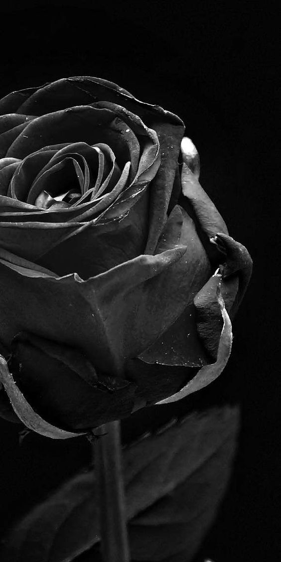 Hình ảnh đẹp nhất về hoa hồng đen