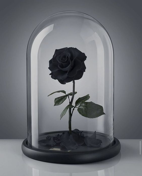 Tổng hợp 43 hình ảnh hoa hồng đen đẹp  ý nghĩa về loài hoa hồng đen