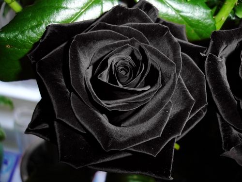 Hình chụp cận cảnh hoa hồng đen độc nhất vô nhị