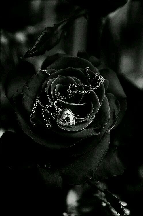 Hình ảnh sợi dây chuyền đang nằm trên nụ hoa hồng đen