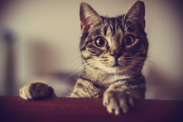 100 ảnh mèo cute đáng yêu ngộ nghĩnh làm ảnh nền siêu đẹp  Thiện Tâm