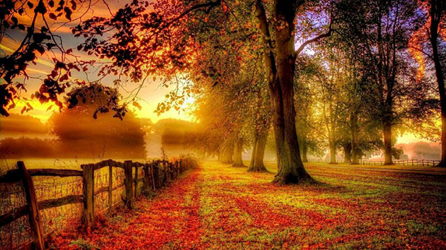 Hình ảnh một rừng cây vào mùa thu đỏ rực 