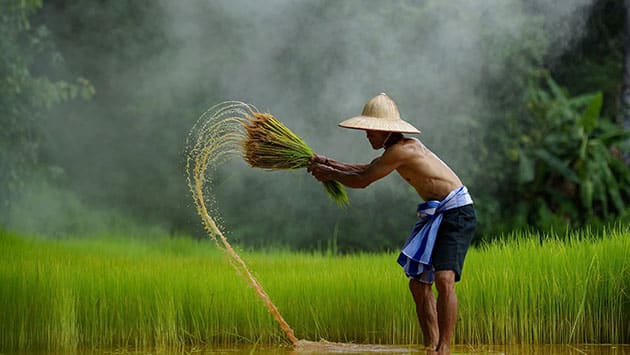 Hình ảnh người nông dân ở quê hương Việt Nam