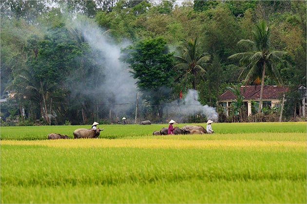 Những hình ảnh mang đậm chất quê hương Việt Nam