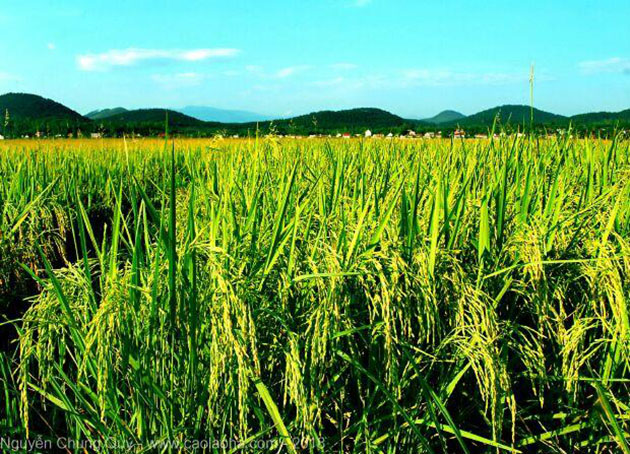 Hình ảnh cánh đồng lúa chín quê hương trong tuổi thơ của nhiều người